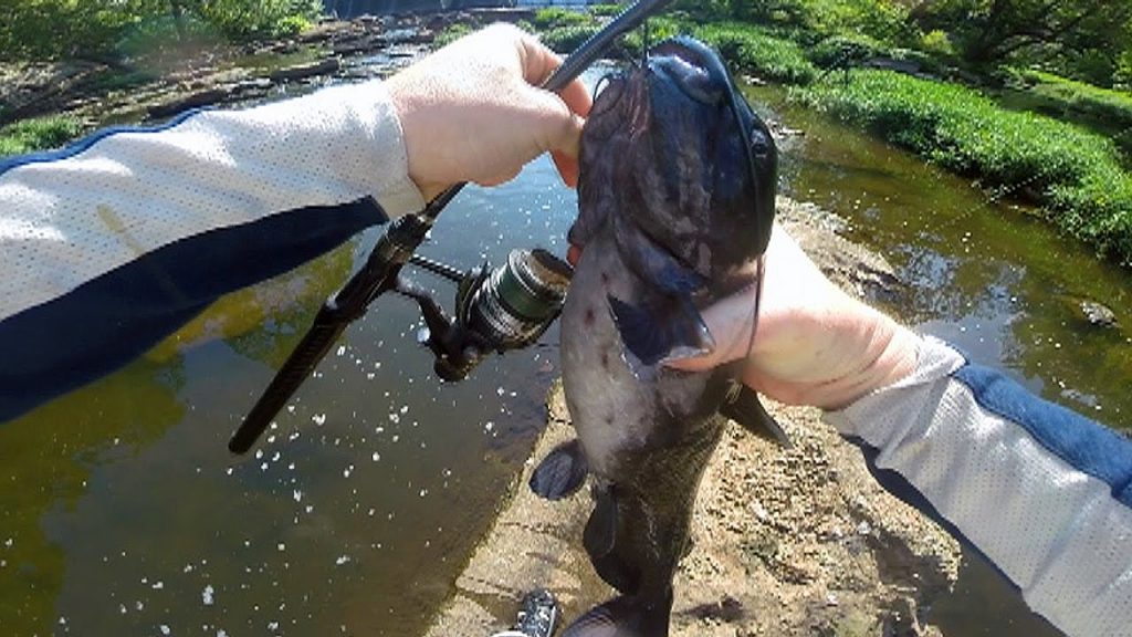 How To Catch Catfish In A River - River Catfishing - Bank Fishing For Catfish