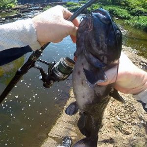 How to catch catfish in a  river - River catfishing - Bank fishing for catfish