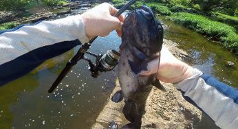 How to catch catfish in a river – River catfishing – Bank fishing for catfish