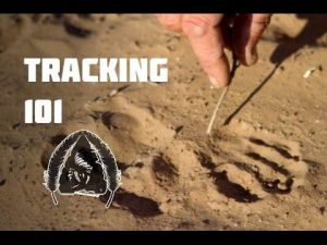 Improve Your Animal Tracking Skills