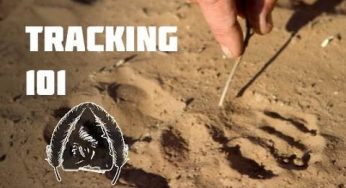 Improve Your Animal Tracking Skills