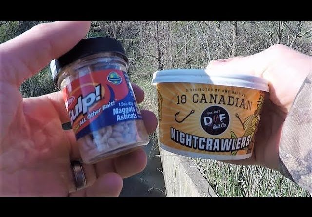 What's Better for Catching Bait?  Berkley Gulp vs Real Worms!!!