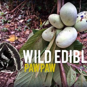 Wild Edibles-Paw Paw