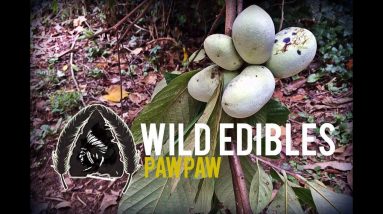 Wild Edibles-Paw Paw