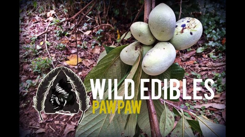 Wild Edibles-Paw Paw