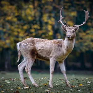 Mastering the Hunt: Essential Blood-Trailing Techniques for Deer Recovery