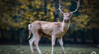 Mastering the Hunt: Essential Blood-Trailing Techniques for Deer Recovery