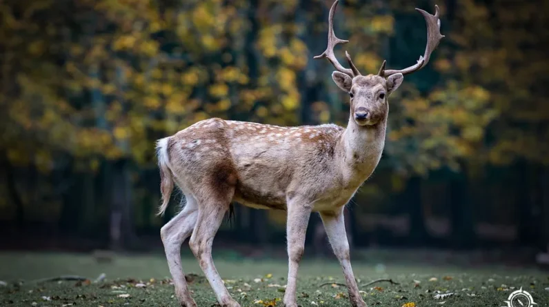 Mastering the Hunt: Essential Blood-Trailing Techniques for Deer Recovery